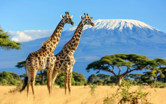 giraffe-wild